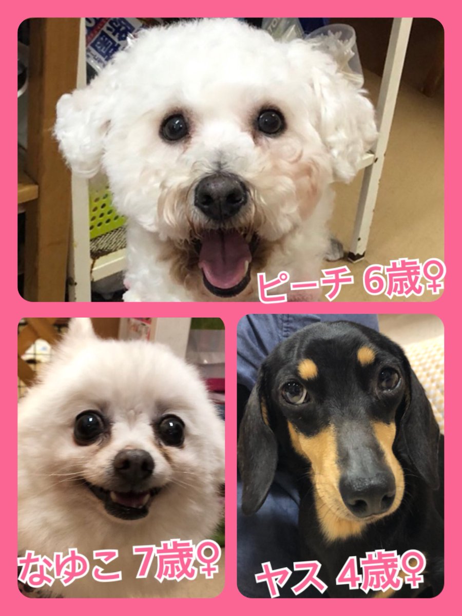 🐾今日の里親様募集中ワンコ🐶メンバーです🐾2020,2,24